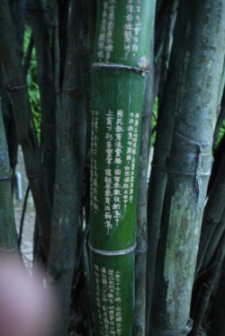 s-kulls:  went for a run and saw bamboos,