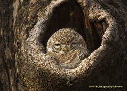 animals-animals-animals:  Spotted Owlet (by