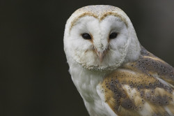 twistedfagg0t:  I love barn owls so fucking