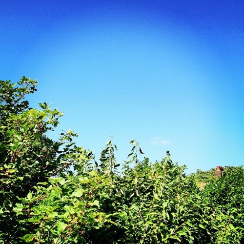 The Sky Today • in Lofi • #thebritishsummer #isleofdogs #eastlondon #london #england #greatbritain #unitedkingdom #bluesky #greentrees #brick #chimney #rooftop #northwestward #eastend #theskytoday #summer #morning #september #2012 #lofi #lux (Taken...