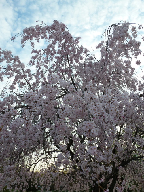 weeping cherry