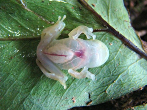 crydaisy:fuckyeahviralpics:Fully transparent rain forest frogomg