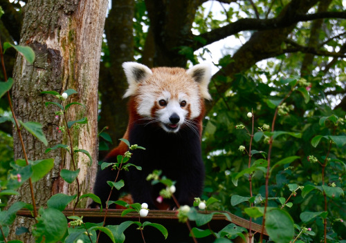 Red Panda. Taken by Rowan Davis