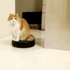 rraaaarrl:  Cat riding a roomba [x] 