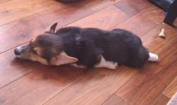 corgiaddict:  Finnegan had a short phase as a puppy where he was convinced he could single-handedly bring back planking.