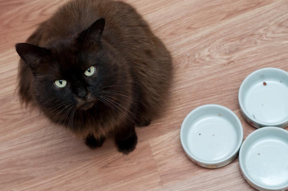 “Empty food bowls?! Okay, now I’m pissed.”
Photo by ©Oscar The Grumpy Cat