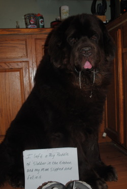 dogshaming:  I left a big puddle of slobber