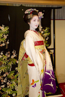 Geisha-Licious:  Maiko Fumino Posing With Ayano’s Formal Kimono Displayed On The