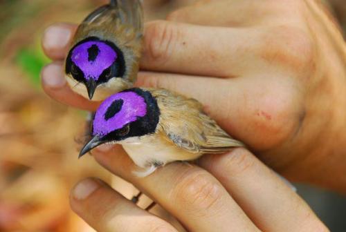 linknovate:funnywildlife:Purple-crowned Fairy Wrens !!Endemic to northern Australia, they has been f