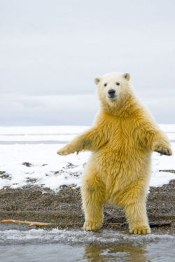 busket:  OH HE GETS SHY AT THE END DON’T WORRY POLAR BEAR I REALLY LIKE YOUR DANCE DON’T WORRY YOU CAN KEEP GOING IF YOU WANT I THINK IT’S REALLY CUTE DON’T BE SELF CONSCIOUS YOU JUST DANCE ALL DAY SWEETHEART 