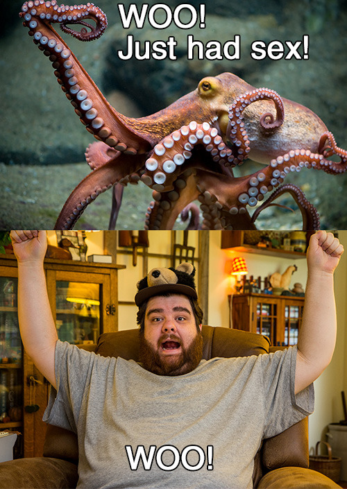 thefrogman:  [Octopus via DaugaardDK] 