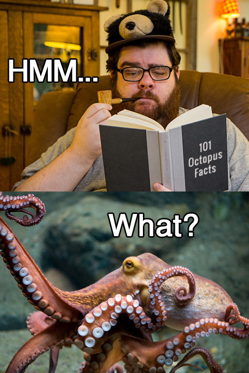 thefrogman:  [Octopus via DaugaardDK] 