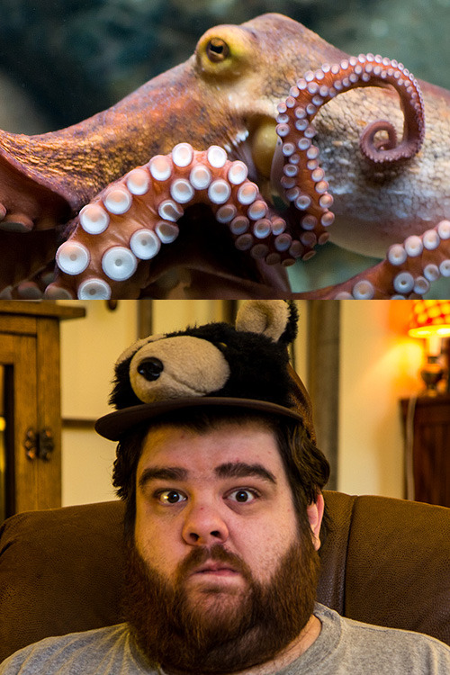 thefrogman:  [Octopus via DaugaardDK] 