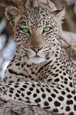 funnywildlife:  Leopard beauty sitting pretty