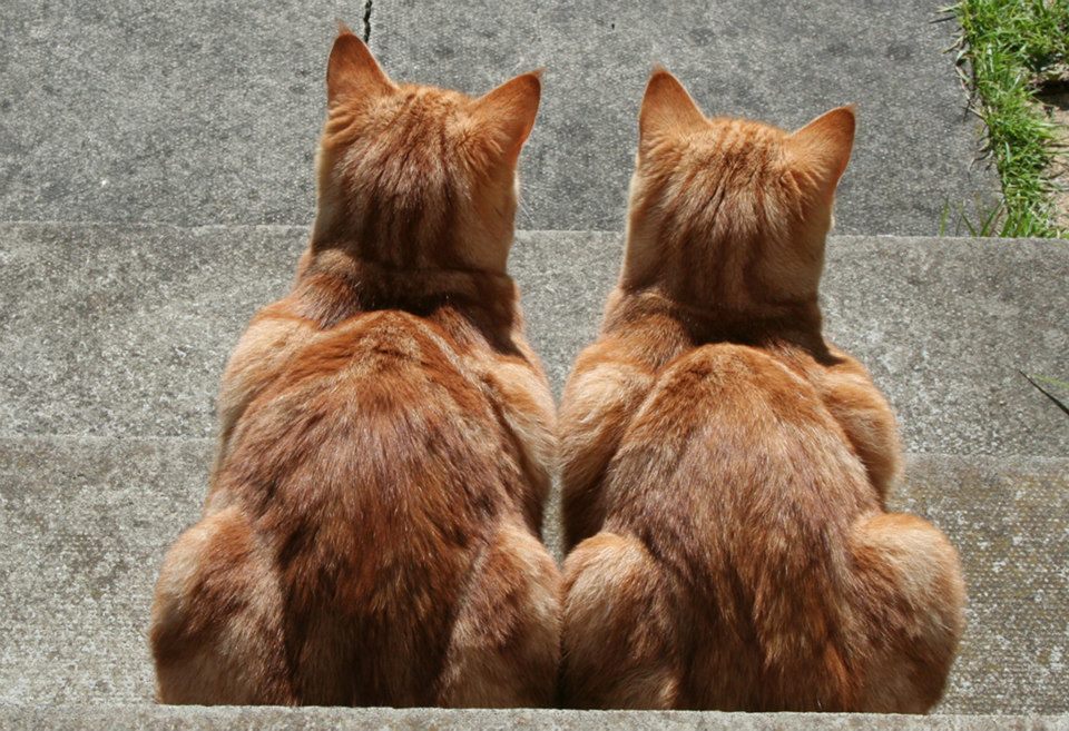 Front Door Guardians
Photo by ©Mo Warden