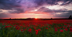 animals-plus-nature:  reworked poppy field