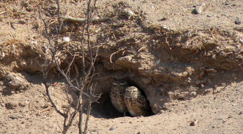 Owls have two basic responsibilities: Live in a tree, and sleep all day. Burrowing owls do NEITHER. 