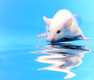 Scientists have found that eliminating an enzyme from mice with symptoms of Alzheimer&rsquo;s di