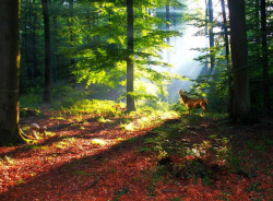 iwillbefamous:  early autumn morning by Eisgräfin (very busy) on Flickr. 