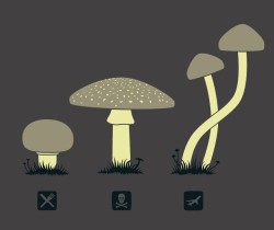 tyvianred:  tyvianred:  degeneratelowlife:   Heads up…   WARNING: THIS INFOGRAPHIC WILL GET YOU KILLED IF YOU THINK THAT’S ALL YOU NEED TO KNOW HAVE SOME PICTURES: THIS IS AN EDIBLE BOLETE: (THE FIRST ONE)  It is a king bolete one of the TASTIEST