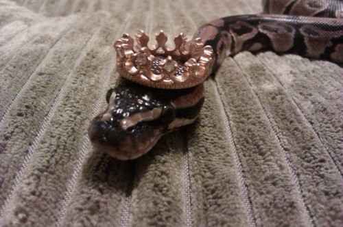 neornithes:nastyjungle:i found a tiny crown so we did a photoshoot whatwhatit’s like Disn