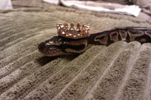 nastyjungle: i found a tiny crown so we did a photoshoot 