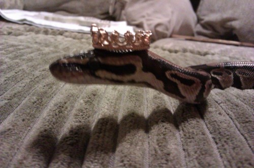 neornithes: nastyjungle: i found a tiny crown so we did a photoshoot  what what it’s like