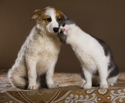 cats-and-dogs-together: - “I love you, pup ♥. You understand me?” - “Yes Ki