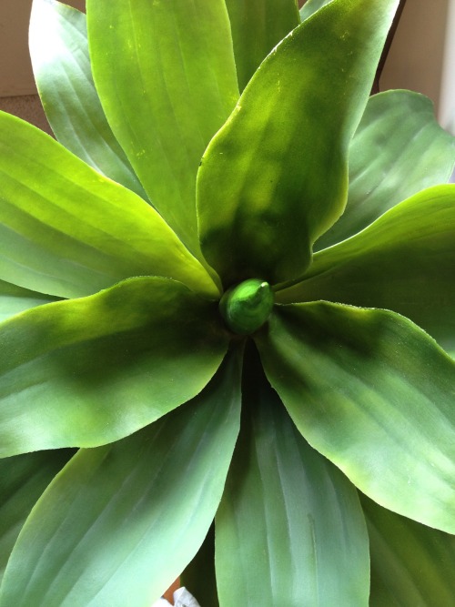 lushwater:  queued x  super tropical blog - vanillaa-sunshine :)