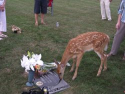 i-eviscerate:  A memorial was being held for a young girl who passed away five years ago. During the service, a wild doe walked up and did this.  