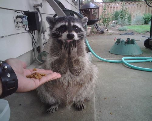 rhamphotheca:  Omg, I don’t know what to say…  This will be me at any Halloween party I’m in my raccoon costume.