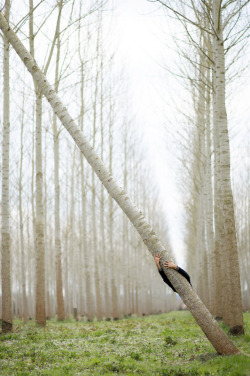 Sweet Escape