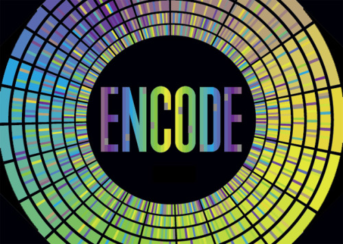 According to ENCODE’s analysis, 80 percent of the genome has a “biochemical function”. More on exact