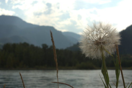 Weed Gone to Seed by the River - Revelstoke B.C.