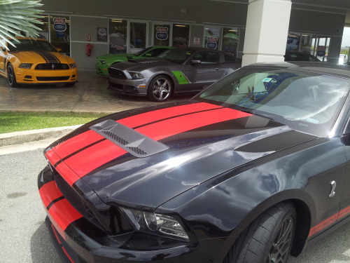 tauror:  My Shelby with a Roush stage3, a boss 302 and a v6 in the background. 