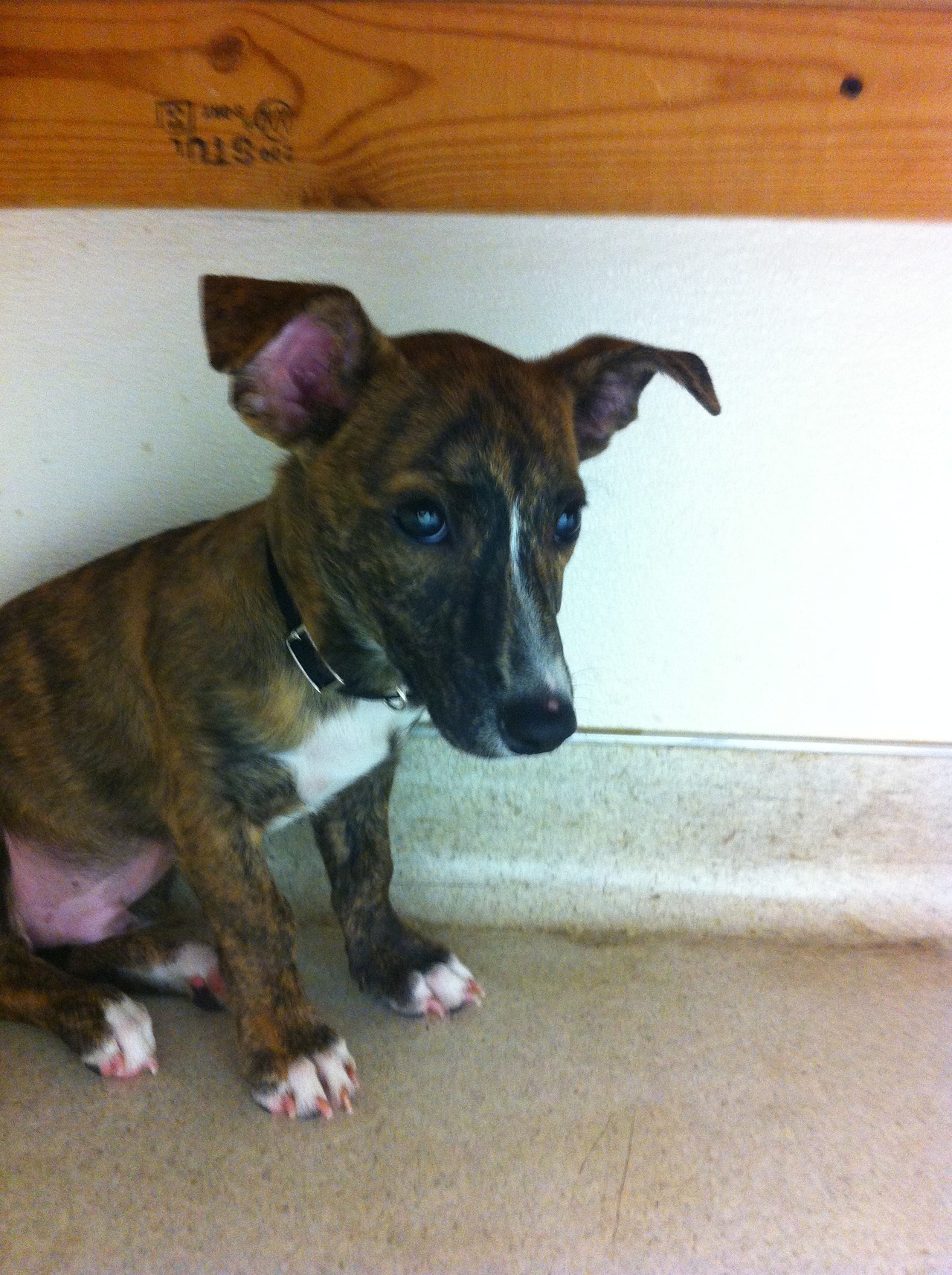 corgiaddict:  Beefy at the vet, being very not amused.