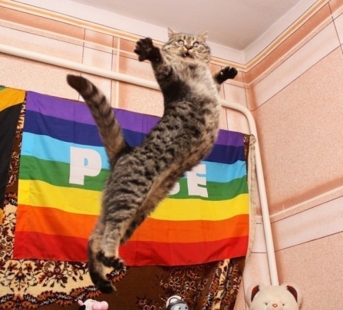 andrea-infinite:johnnytl:You know your cats gay when..hahahahhaahhahaha