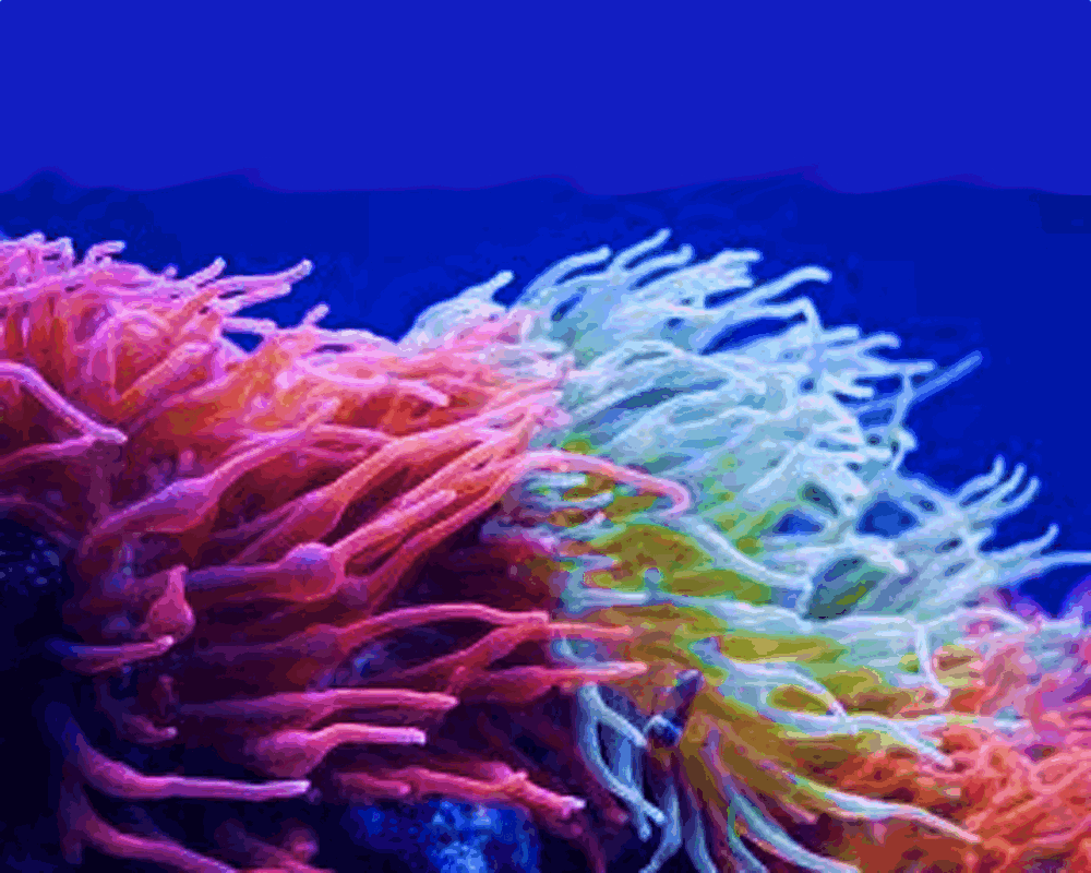 pureblindingcolour:  Source: pureblindingcolour  Living Coral  