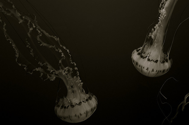 eclectikdomestic:  Jellies in Cali