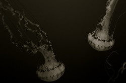 Eclectikdomestic:  Jellies In Cali