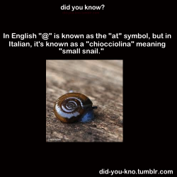 lilyginnyblack:  cristy9521:  in romanian it’s known as ”coadă de maimuță” meaning ”monkey tail”  ^That’s cool. The did-you-know is cute. And in Japan they refer to it as なると (naruto), because it resembles the swirl. I never really