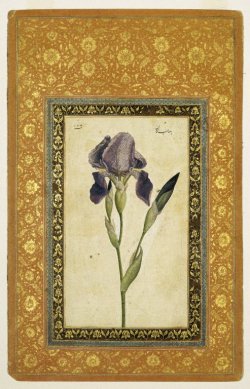 Blue Iris, Muhammad Zaman, Isfahan, Iran.