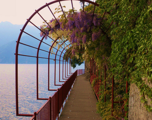 Wisteria passage on the shores of Lago di Como, Italy (by fata_ci).