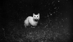 xantheose:  GATO (by My Only Friend, The End) 