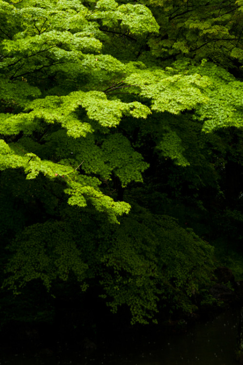 ontheroad:Green in the rain | Katsura Rikyu Imperial Villa