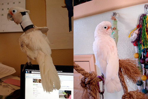 Gofins cockatoo, Magoo, before and after in the Macaw and Cockatoo Rescue of New Mexico
Source: Why Rescue Birds Aren’t Free