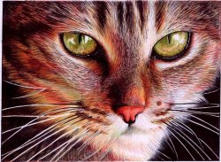 caturday:  Photorealistic Ballpoint Pen Drawings by 29-Year-Old Lawyer