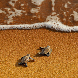 shahelbs:  Sea turtles 