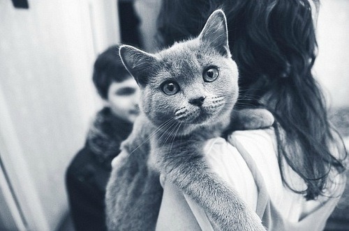 🐱 洞窟の猫 🐾