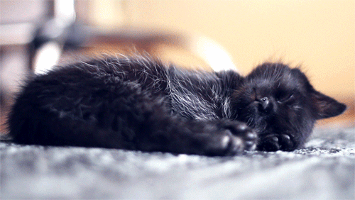  If you’re having a bad day, just watch this sleeping kitten. Its tiny black nose, its little cushioned black jellybean toes, the halo of silver moonlight hairs on the silky black fur. 